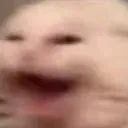 cat_hah cat_hah
