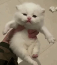 A tiny white kitten with a grumpy expression being held in a human hand.