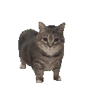 47684oiiaoiiacatspin