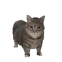 47684oiiaoiiacatspin