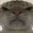 cat_mad