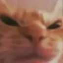 Kot_Angry