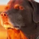 cookeddog