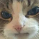 angerycat
