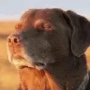 JW_CookedDog