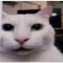whatcat