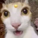 wtf
