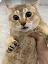 taotao