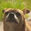 Wookit