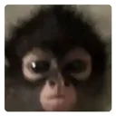 bandar_noir