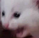 catscream