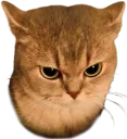 angycat