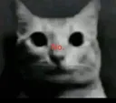 cat_no