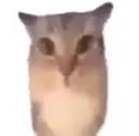 kat