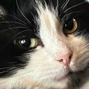A56Gregscat Discord emoji