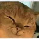 smirkcat smirkcat