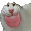 SCcatbleh SCcatbleh