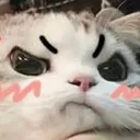0catpout