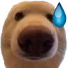 doggo_nervous