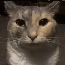 catstare