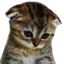 ArSadcat