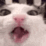 1catbite