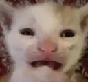 Cat_cry