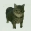 Cat_oiiaioooooiai