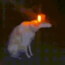 Dog_warning
