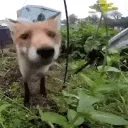 Fox_sniff