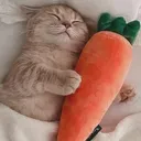 eepingwithacarrot