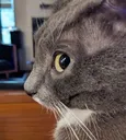 KittySideEye