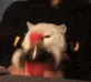 cattoshake cattoshake
