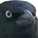 crowstare