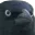 crowstare