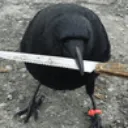 crowknife