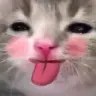 Miao_lick
