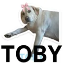 toby