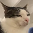 sus