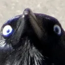 crowww