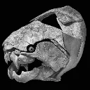 armorfish