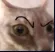 suscat