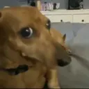 uhohstinky