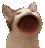 cat_hop