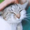 petting_cat