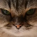 Angry_Cat