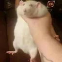 ratchoke