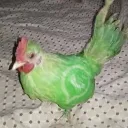 whatsapp_chicken