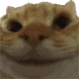 CatYes