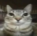 20546cat